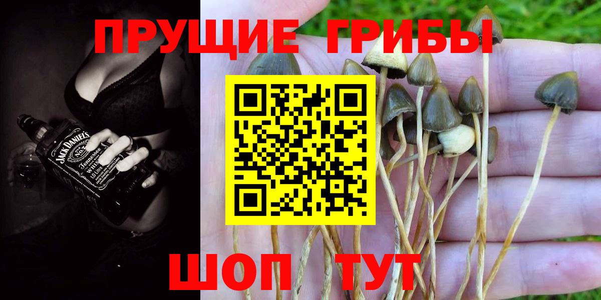 Псилоцибиновые грибы Cubensis  Галлюциногенные грибы ЛСД  Вход с VPN  Новотроицк 